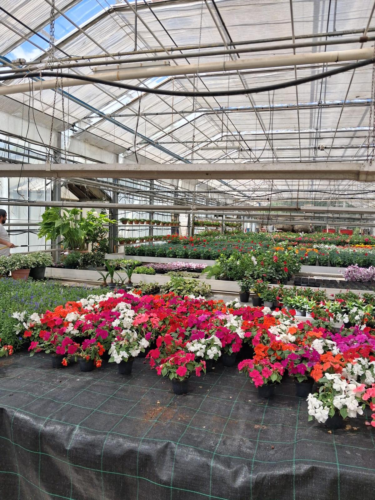 Fiori e piante miste del Vivaio Guglieri, Farini (PC)